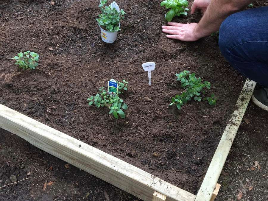 Hands planting herbs in a new raised garden bed